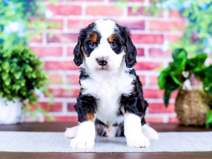 Bernedoodle Puppy