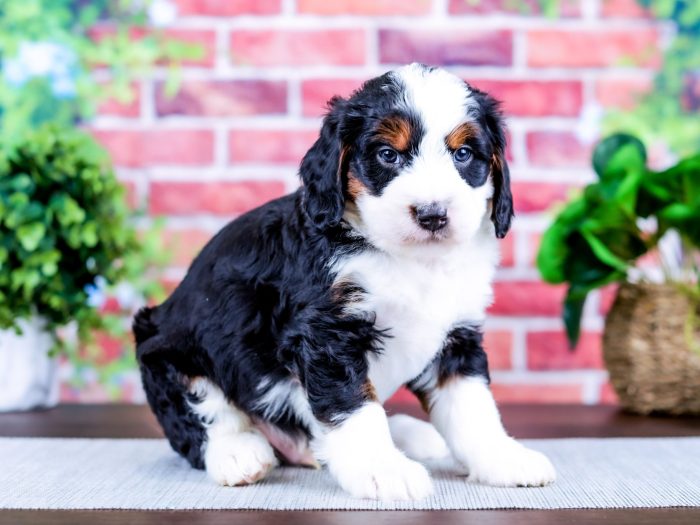 Bernedoodle Puppy