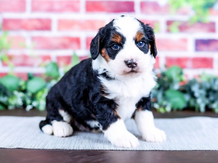 Bernedoodle puppy