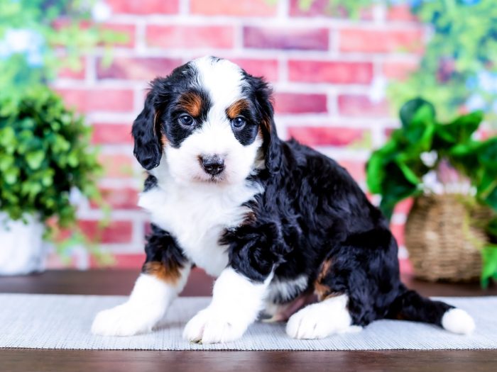 Bernedoodle Puppy