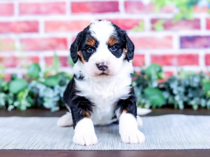 Bernedoodle puppy
