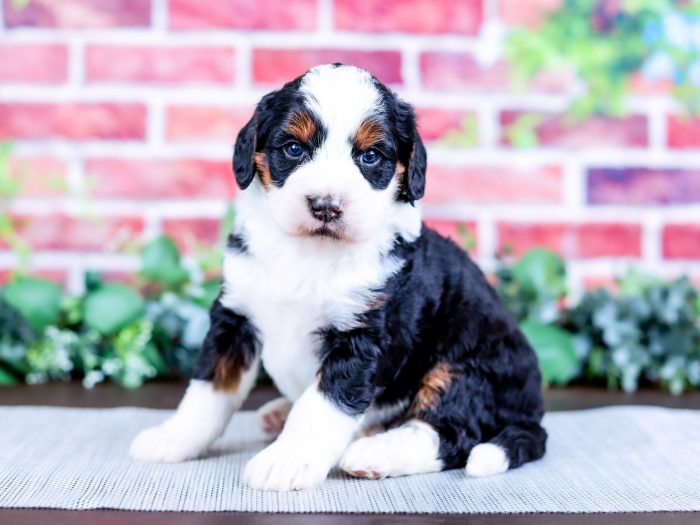 Bernedoodle puppy