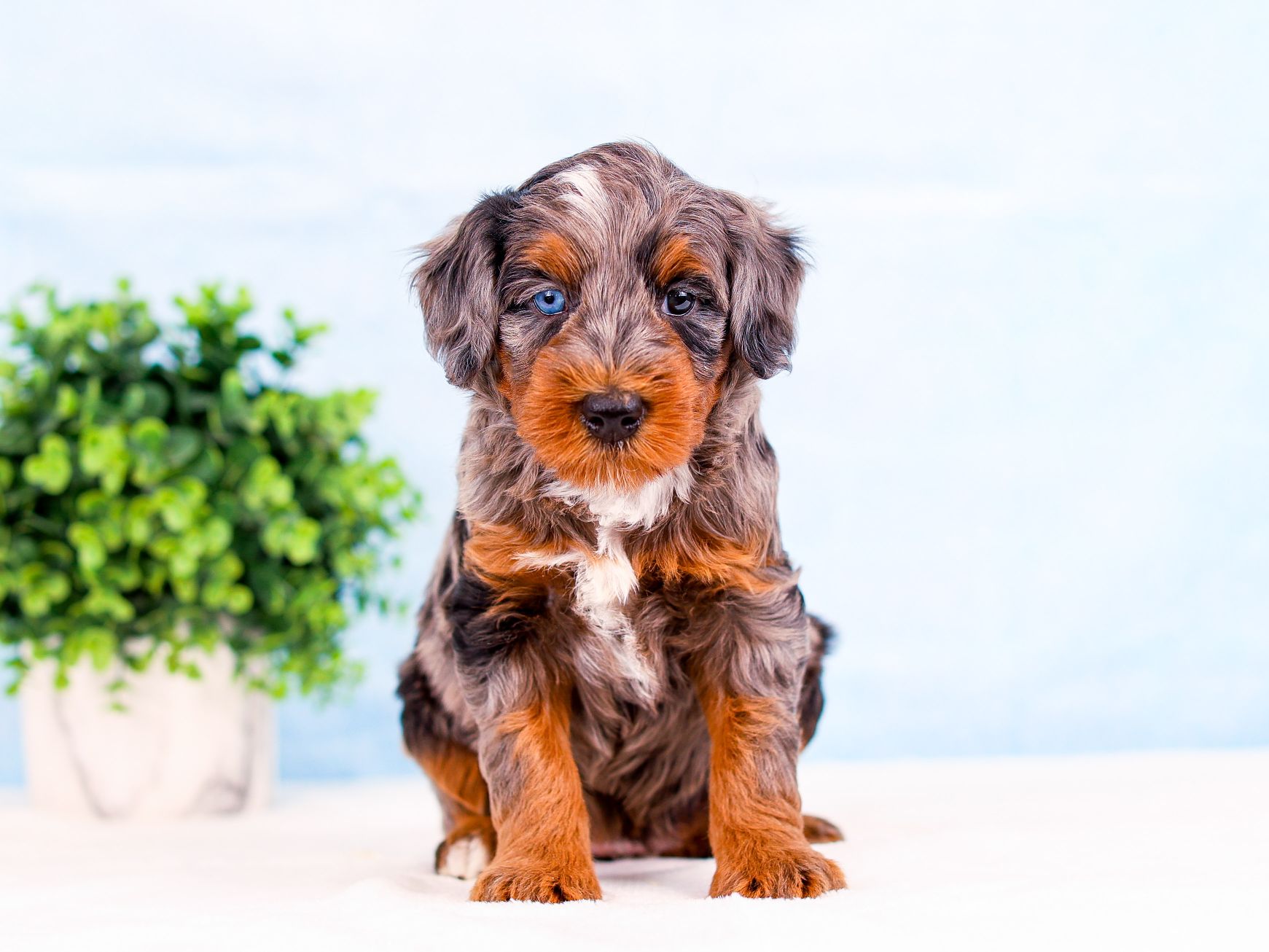 Sweetie the puppy