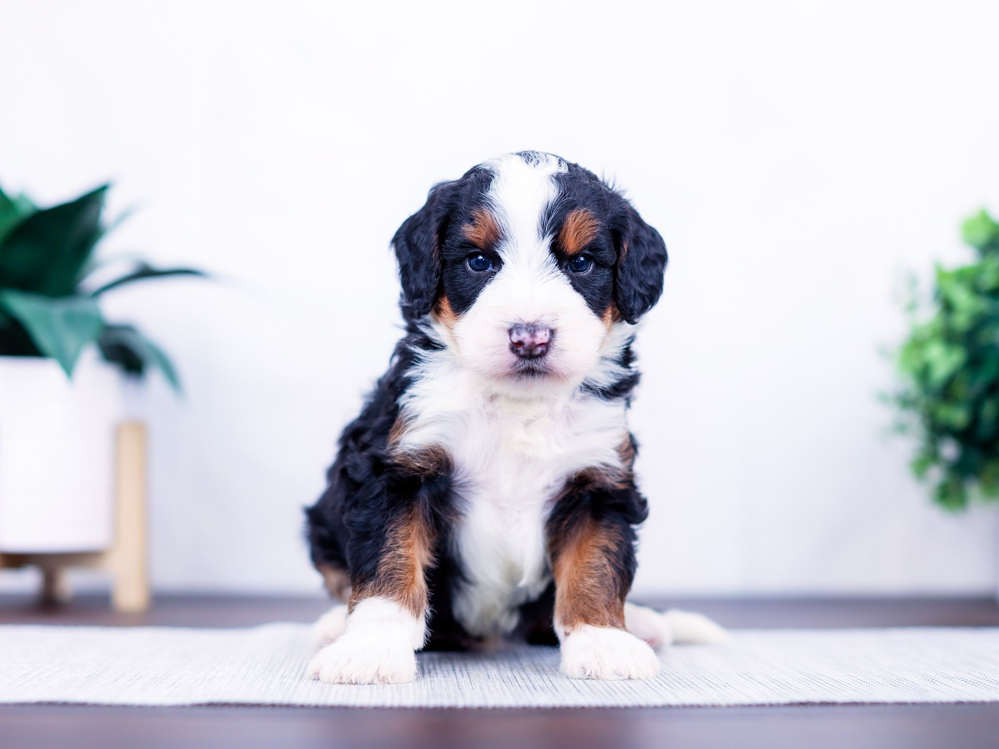 swiss Swiss the puppy