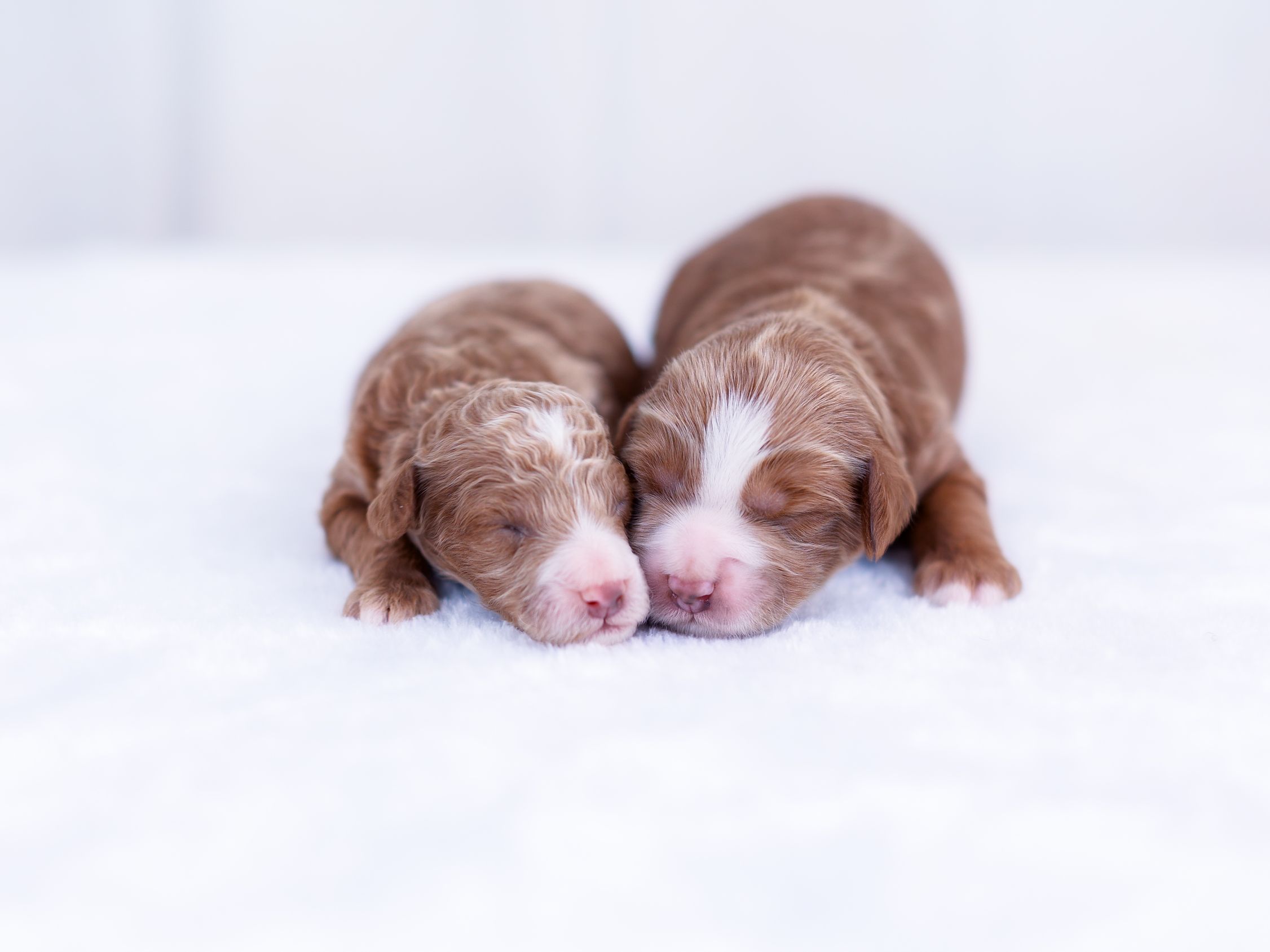 tess-females tess females 1