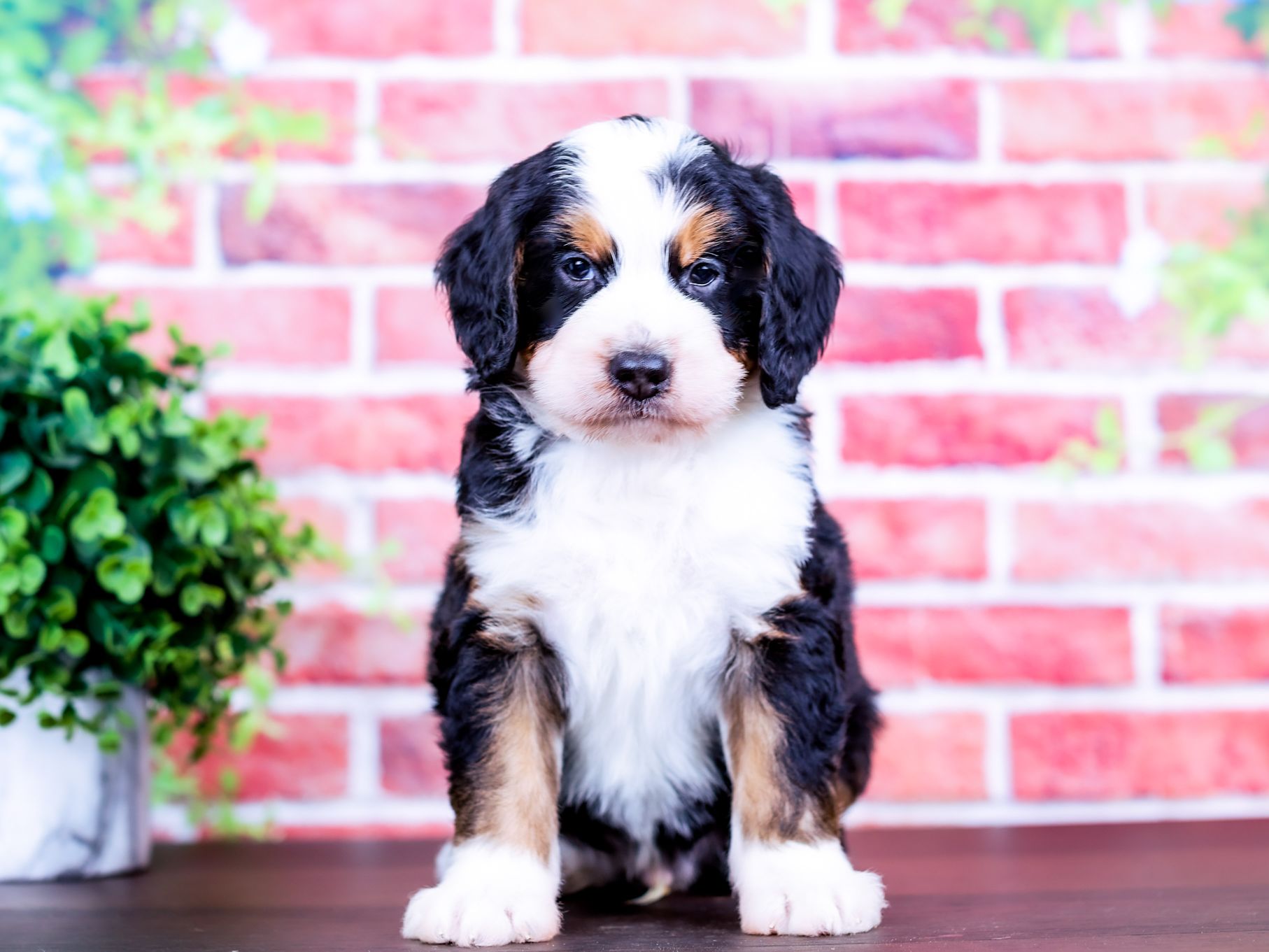 Thomas the puppy