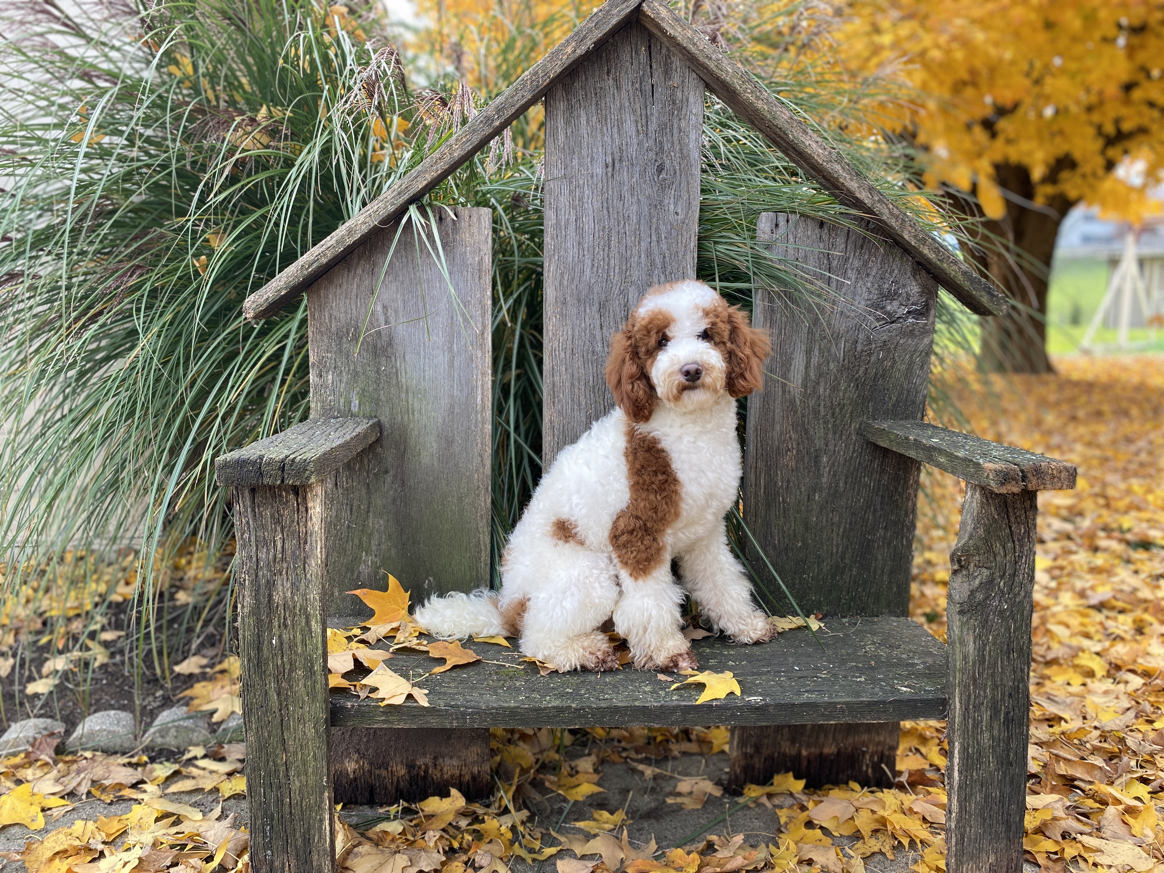tiger-poodle tiger poodle