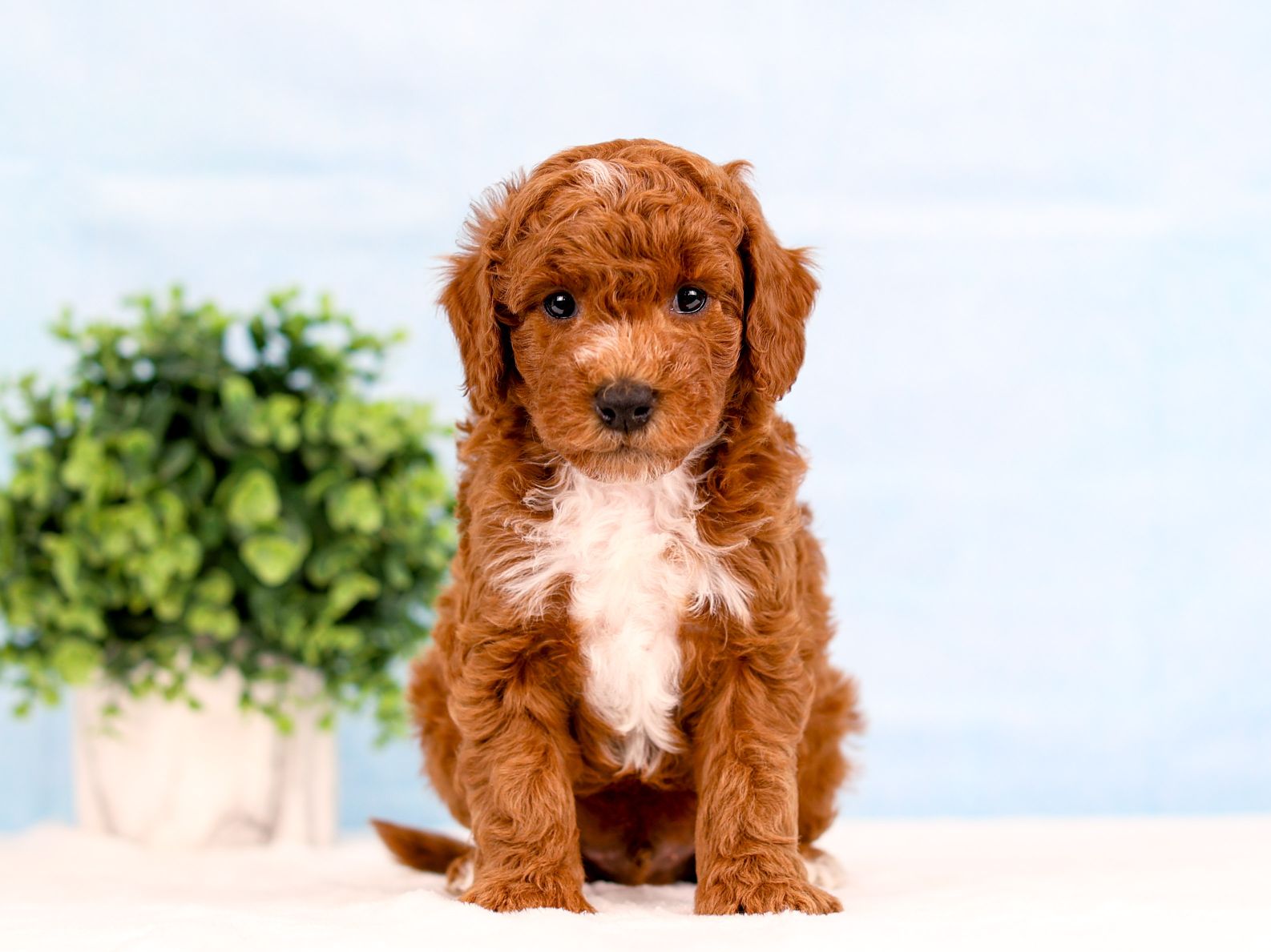 Timmy the puppy