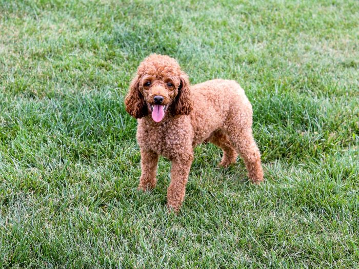 Tinker Poodle Father