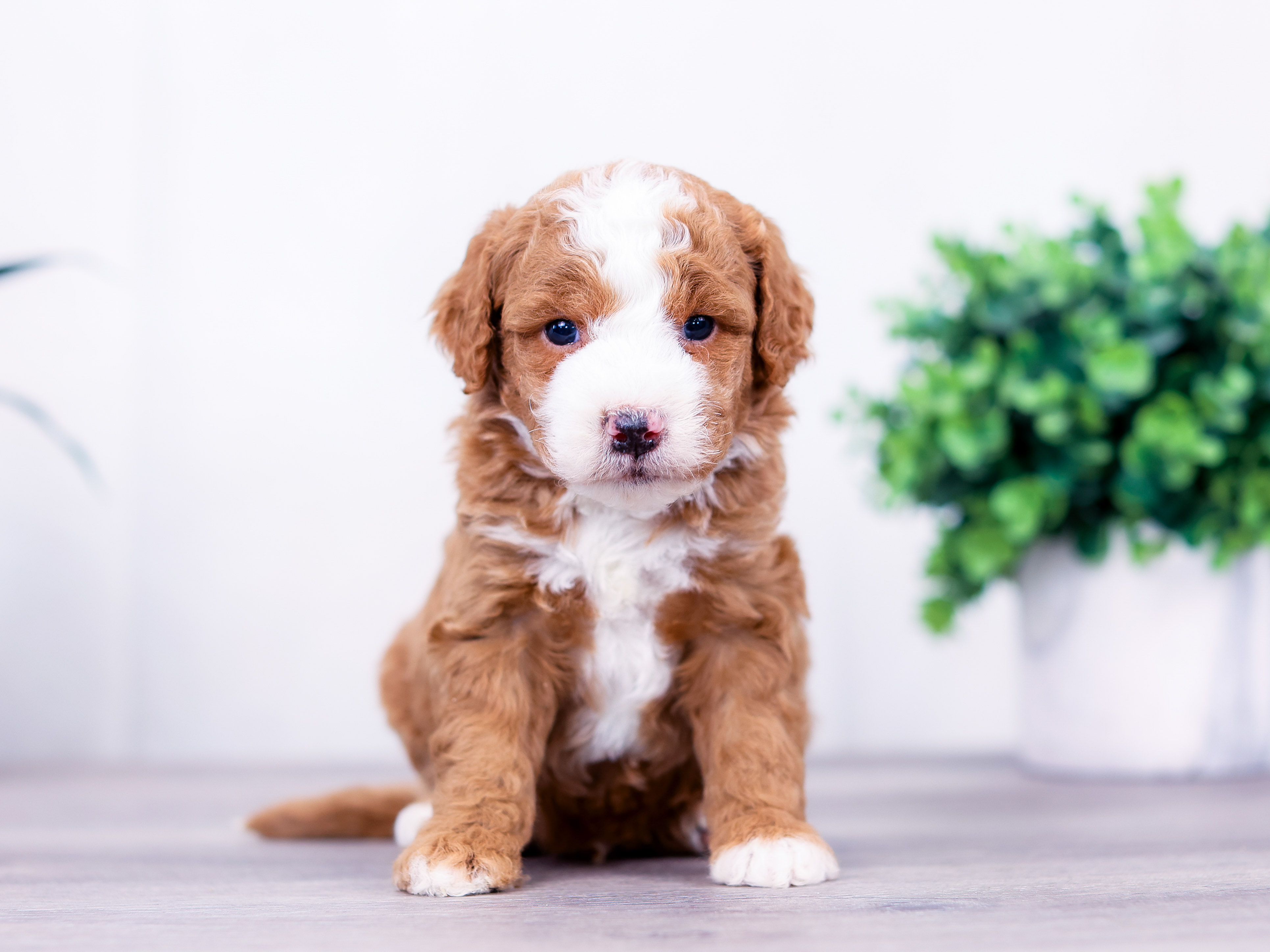 titan Titan the puppy