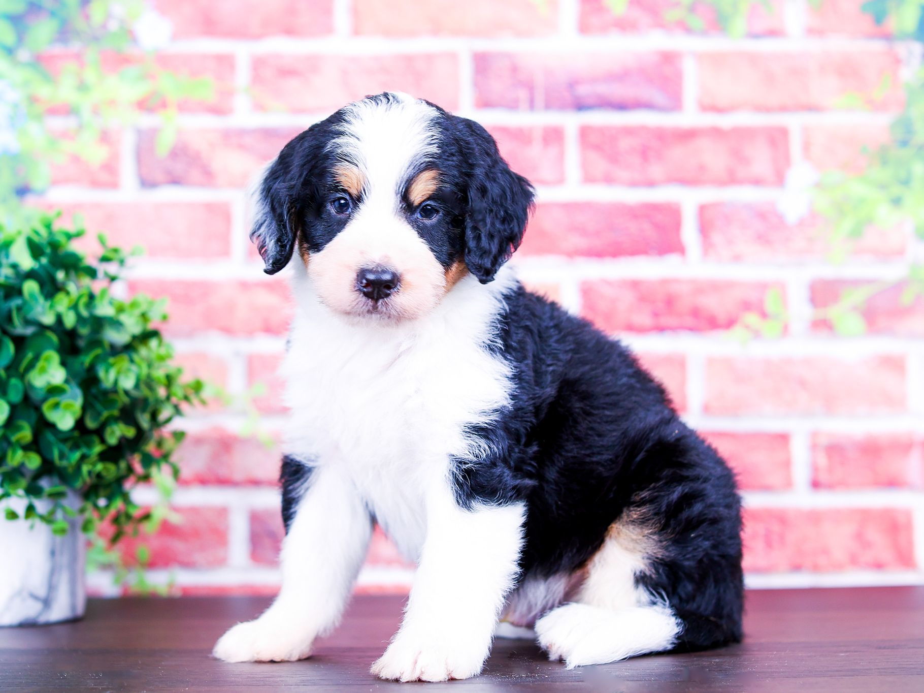 Tom the puppy