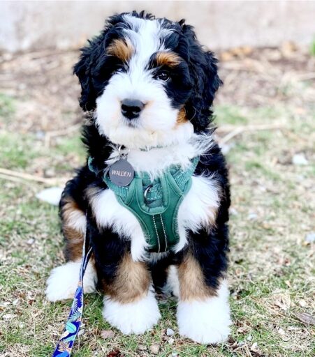 Bernedoodle puppy wearing a green harness sitting in the grass