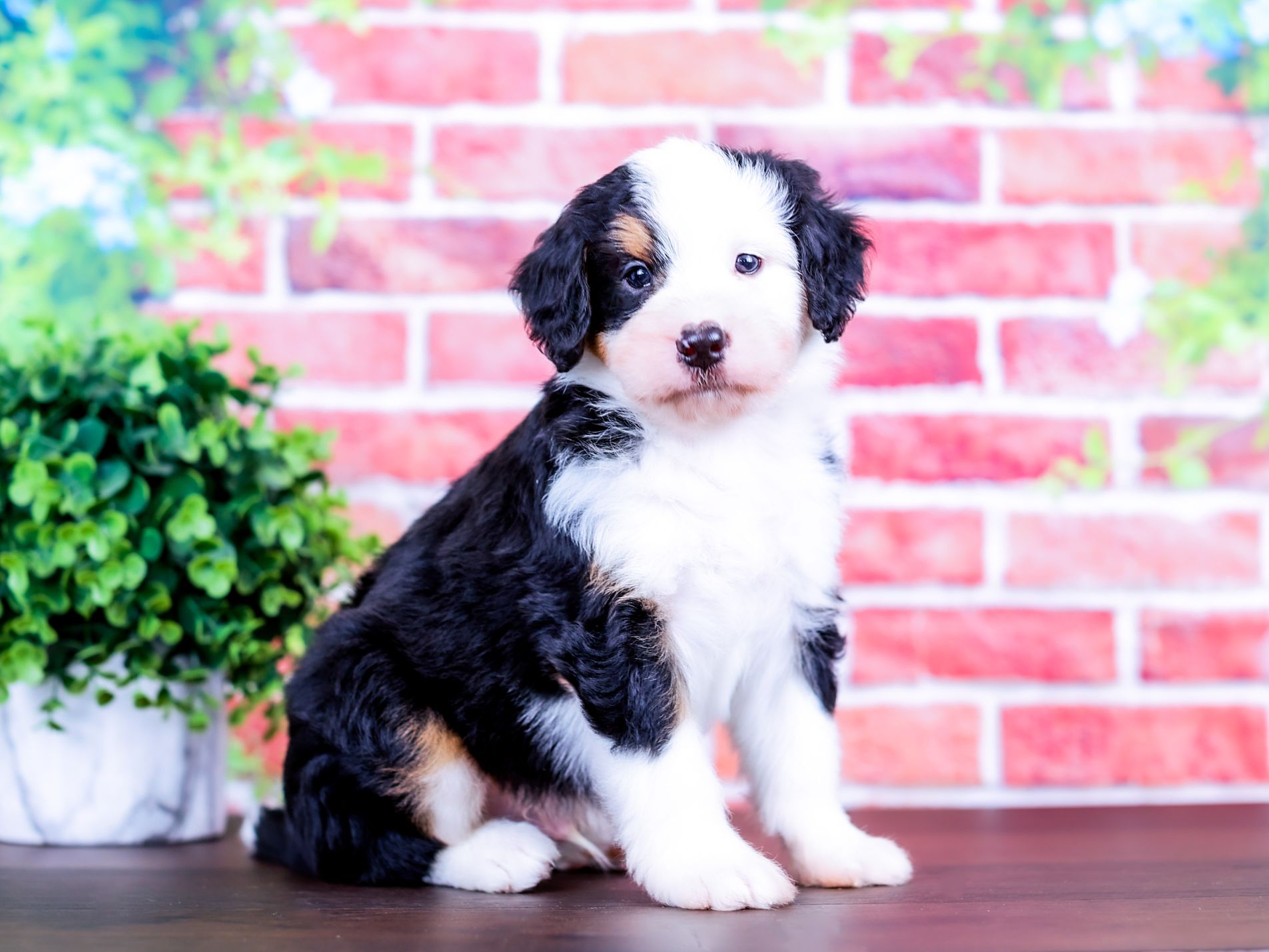 Tucker the puppy