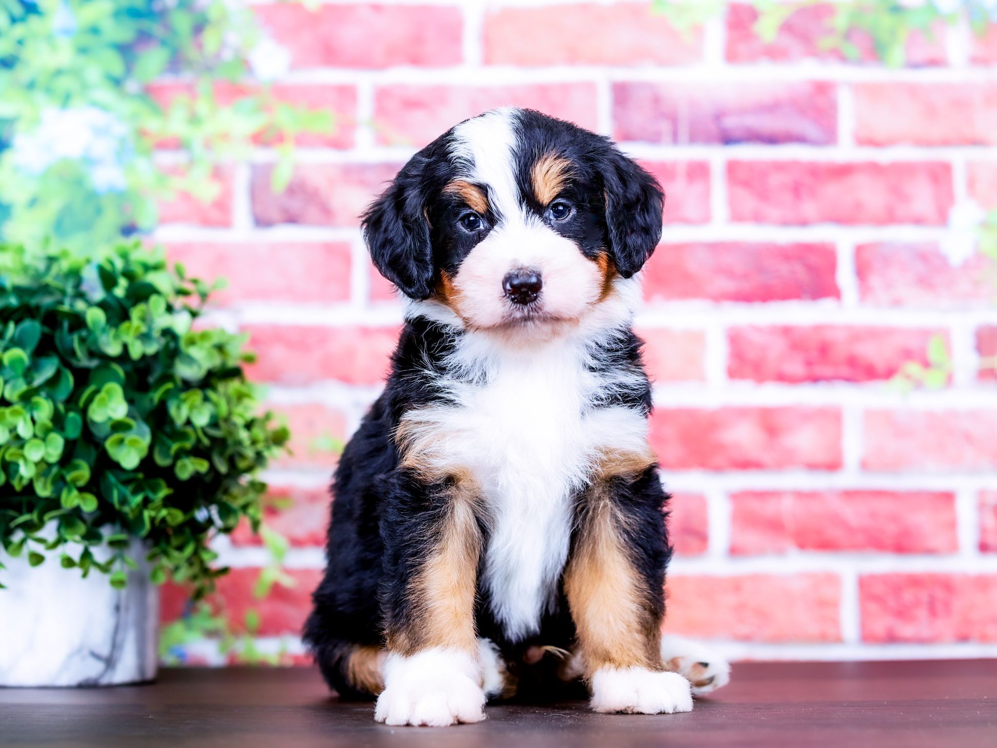 Turner the puppy