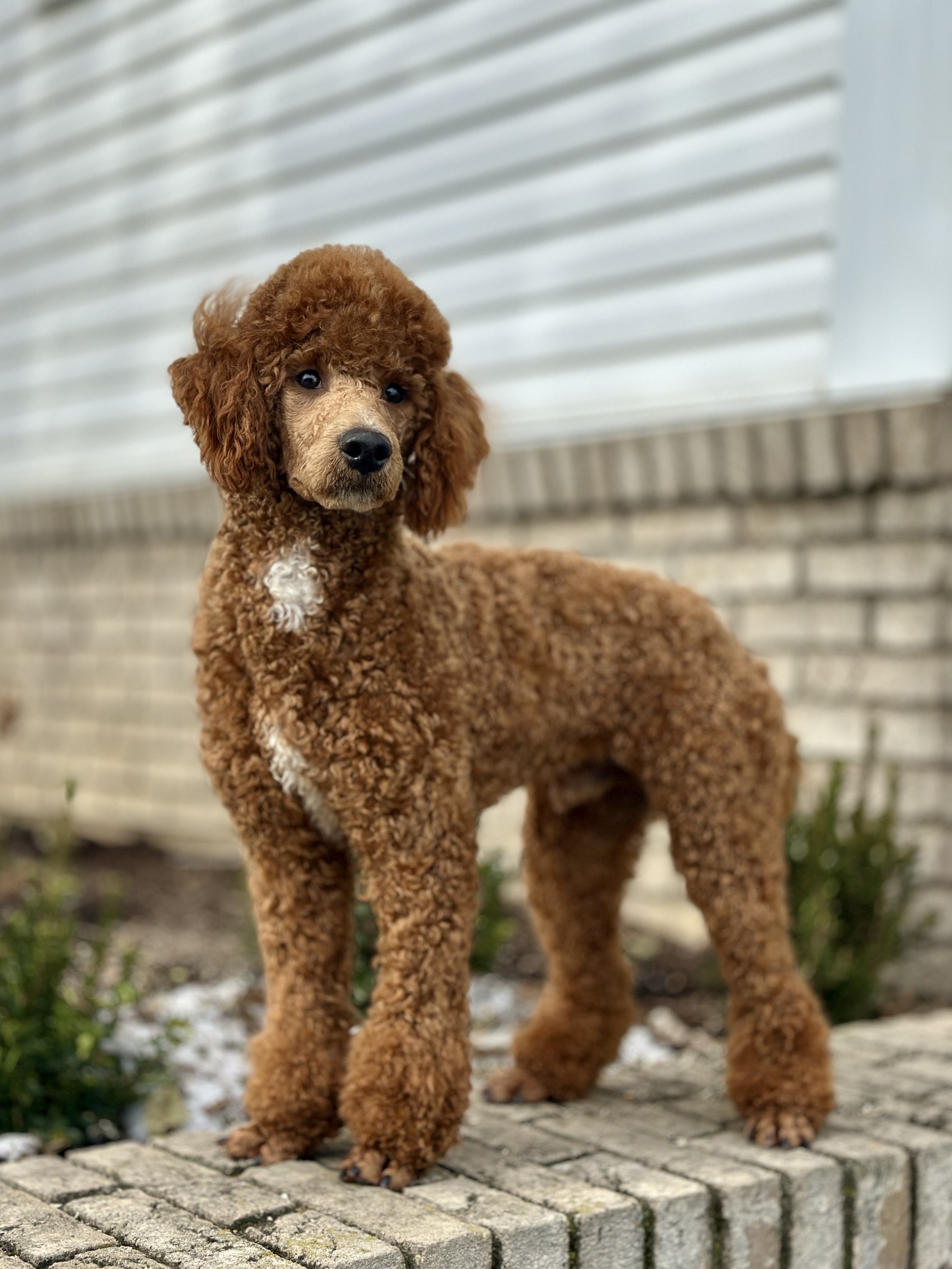 twister-mini-poodle twister mini poodle