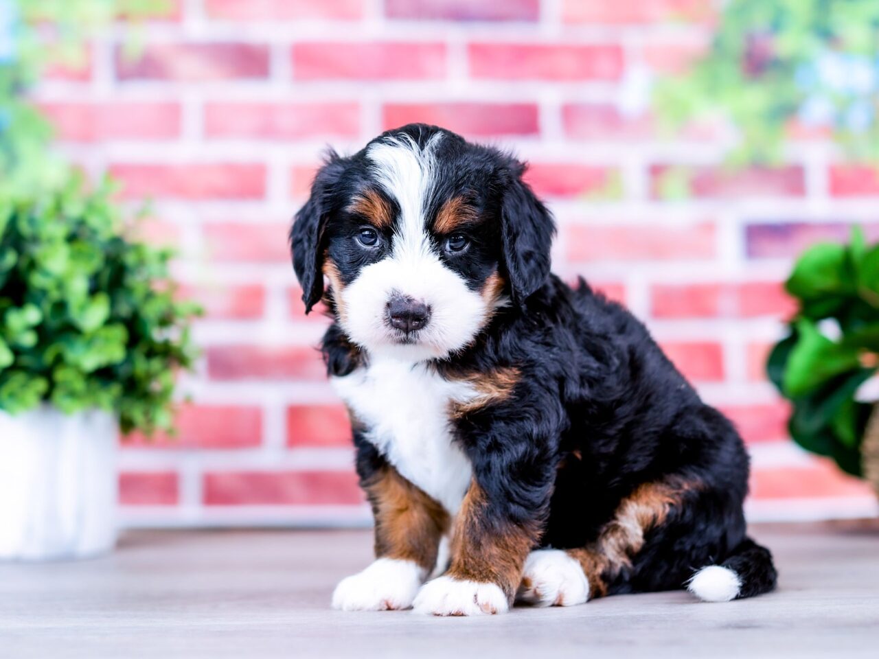 Mini Bernedoodle puppy