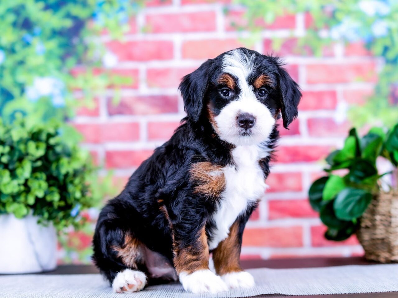 Mini Bernedoodle puppy