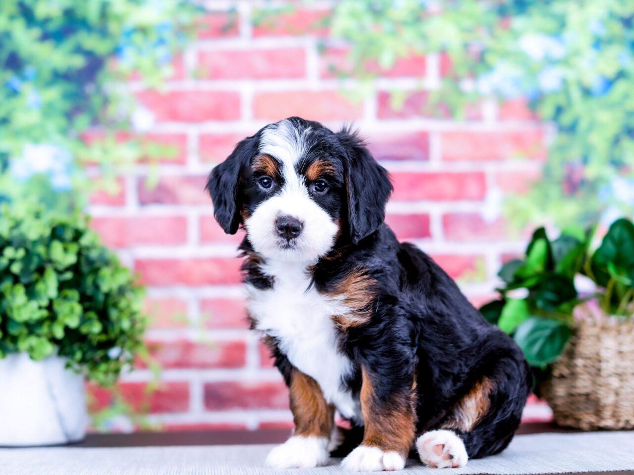 Mini Bernedoodle puppy