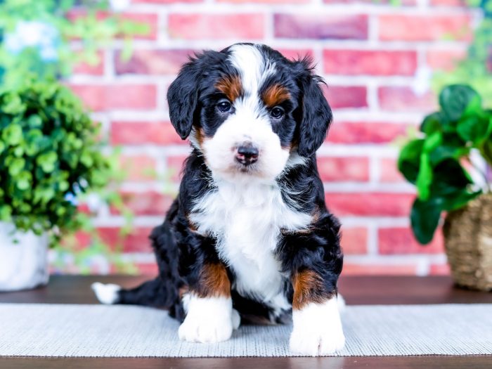 Bernedoodle Puppy