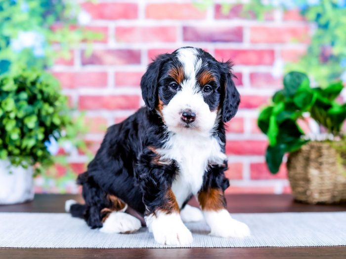 Bernedoodle Puppy