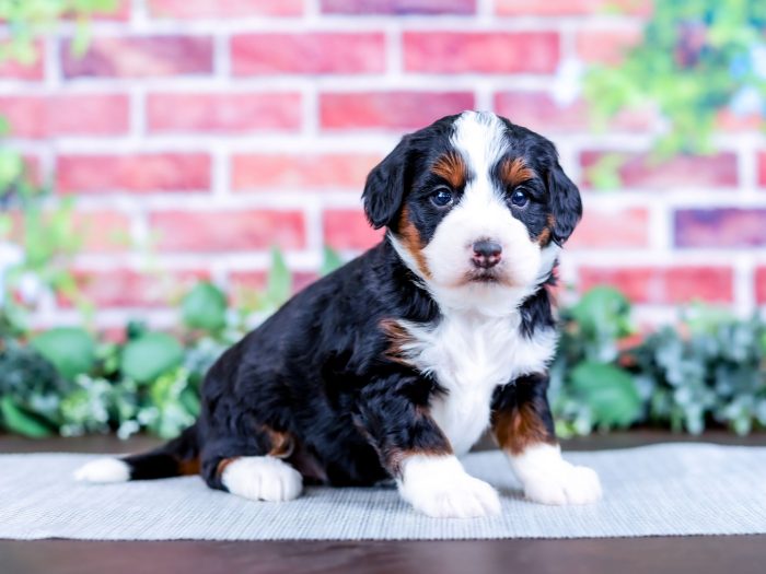 Bernedoodle puppy