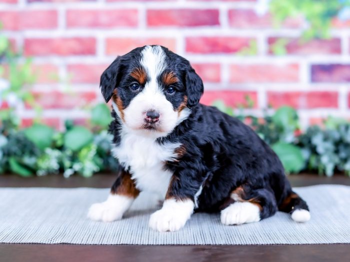 Bernedoodle puppy