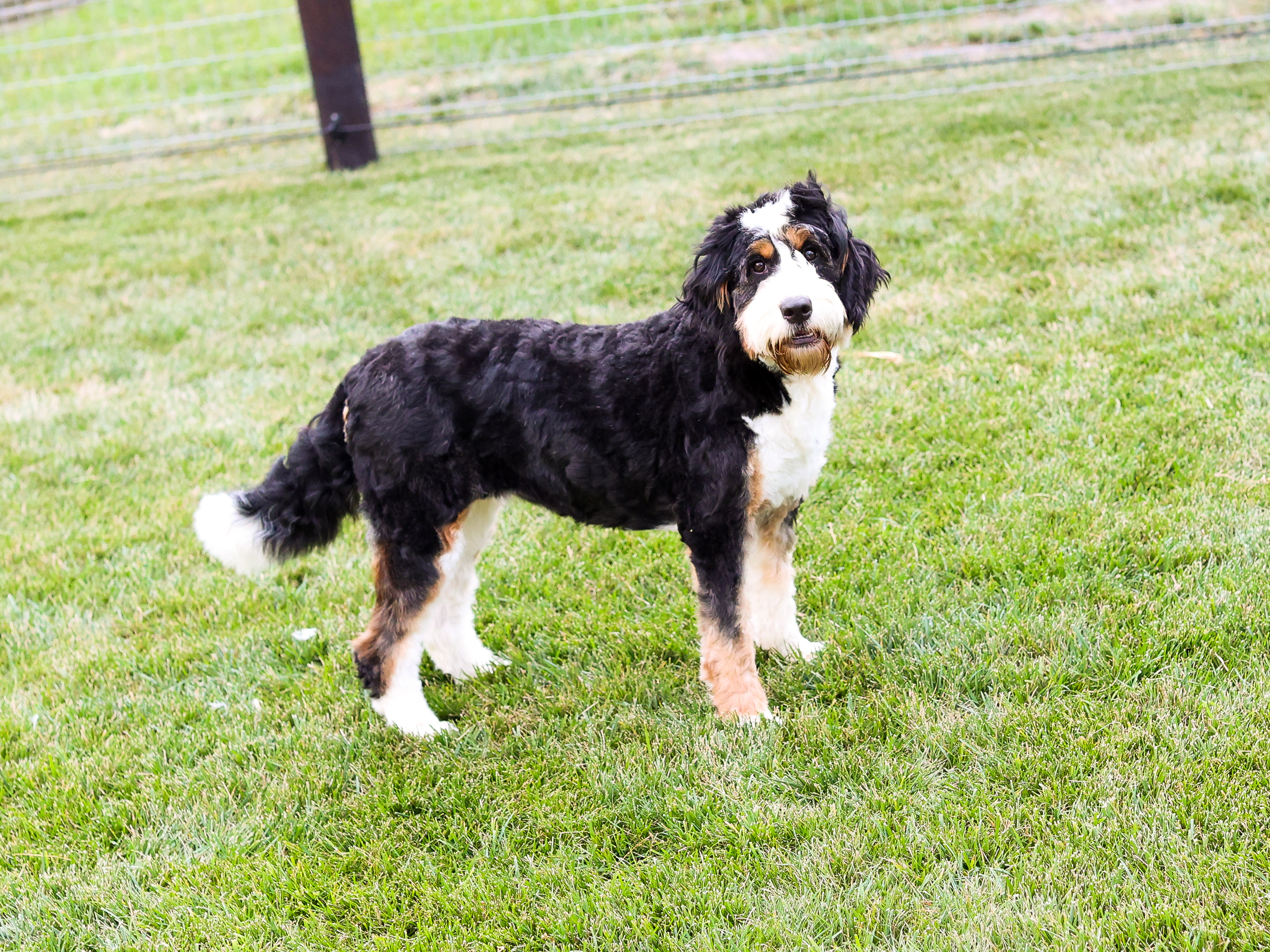 victoria bernedoodle mother