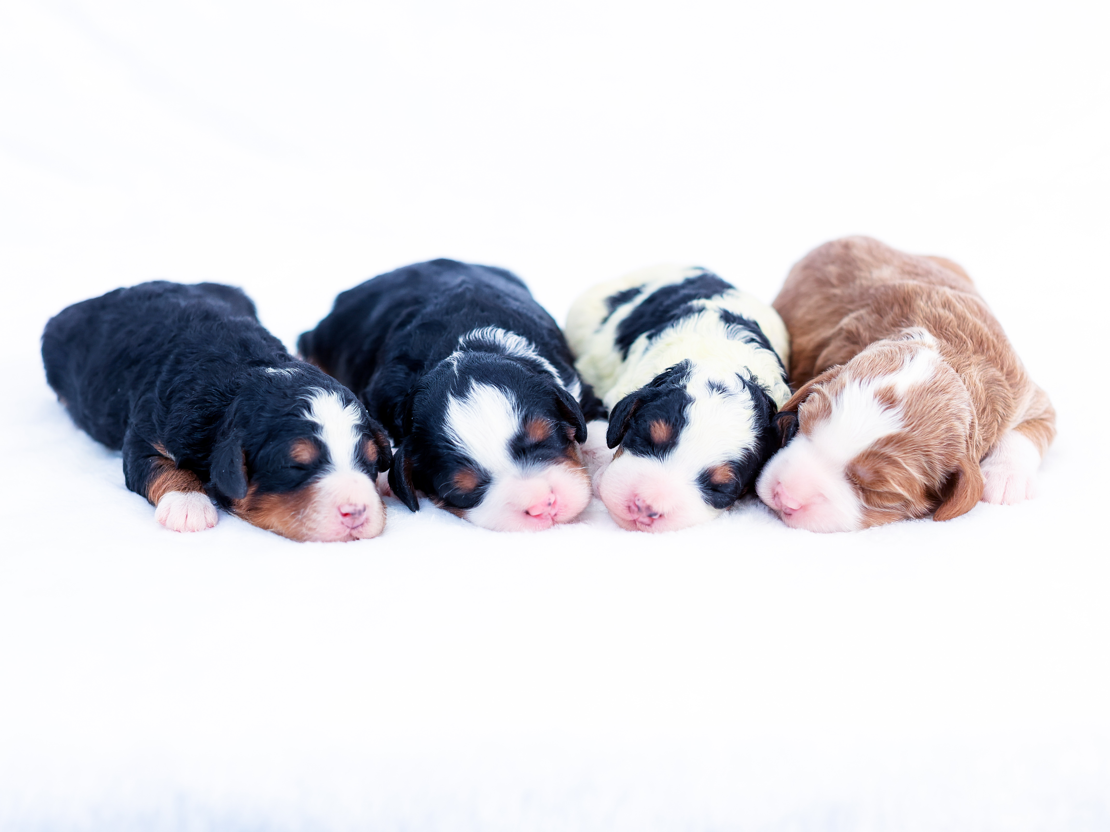 victoria-female-2026 victoria female 2026