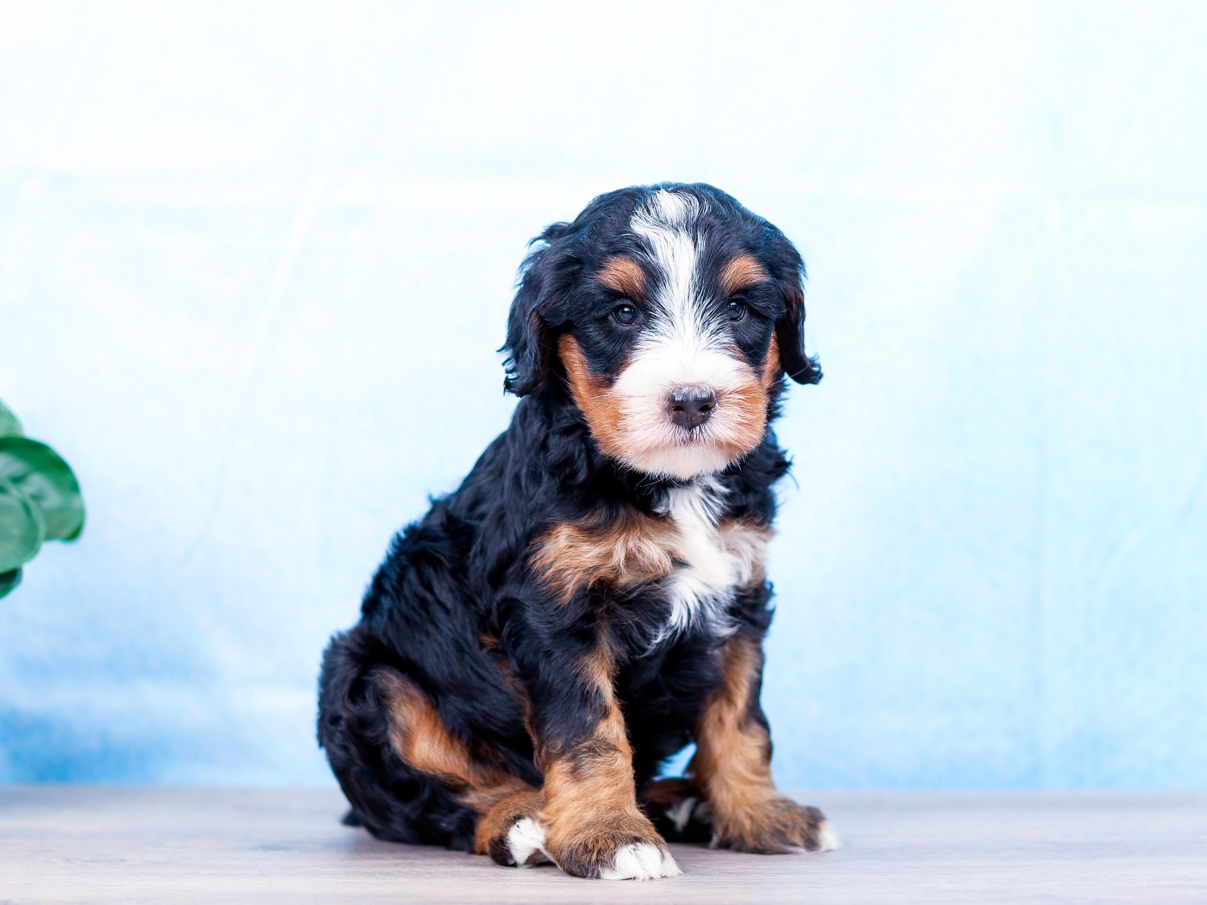 Alex the puppy