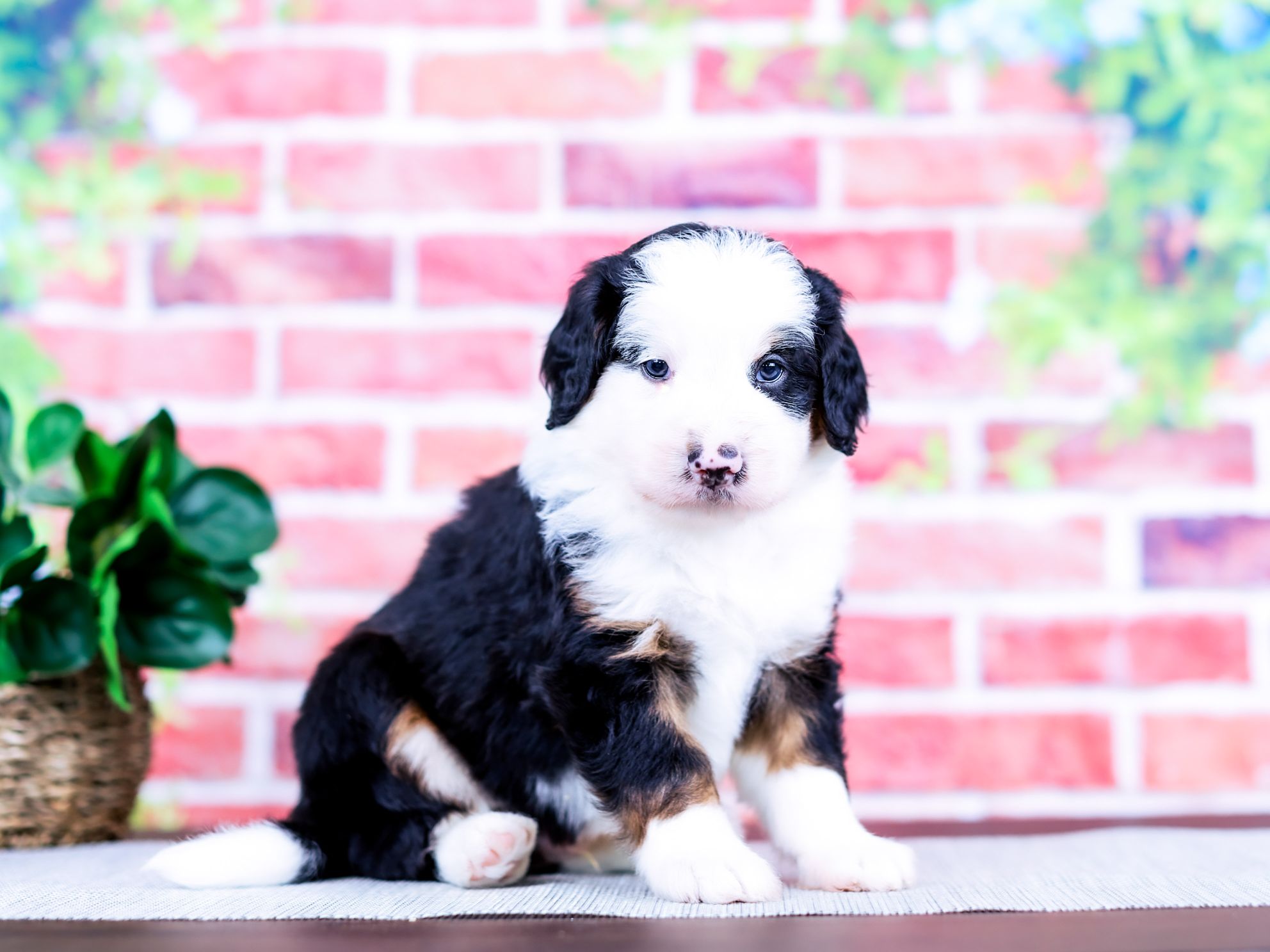 Wells the puppy