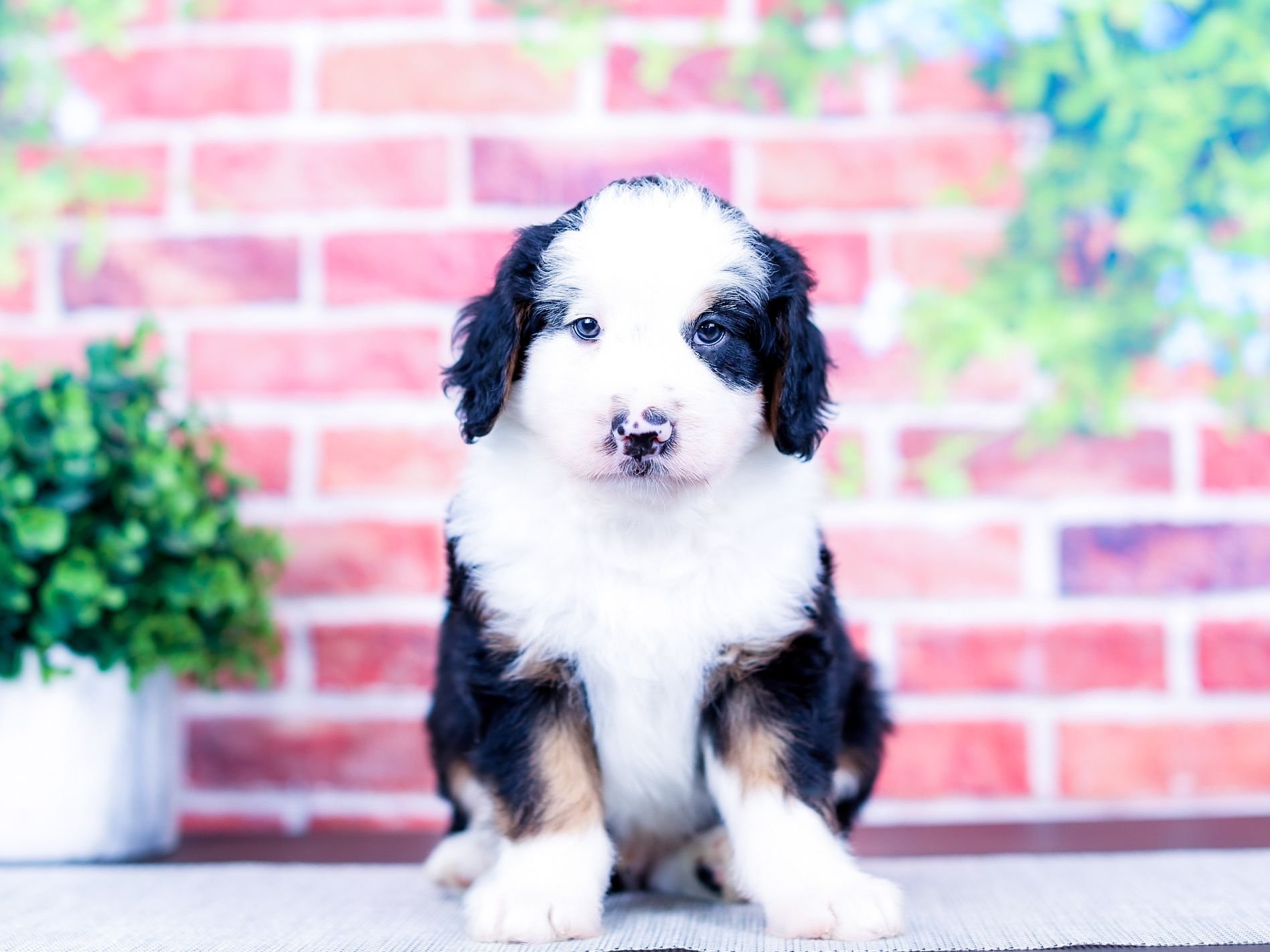 Wells the puppy