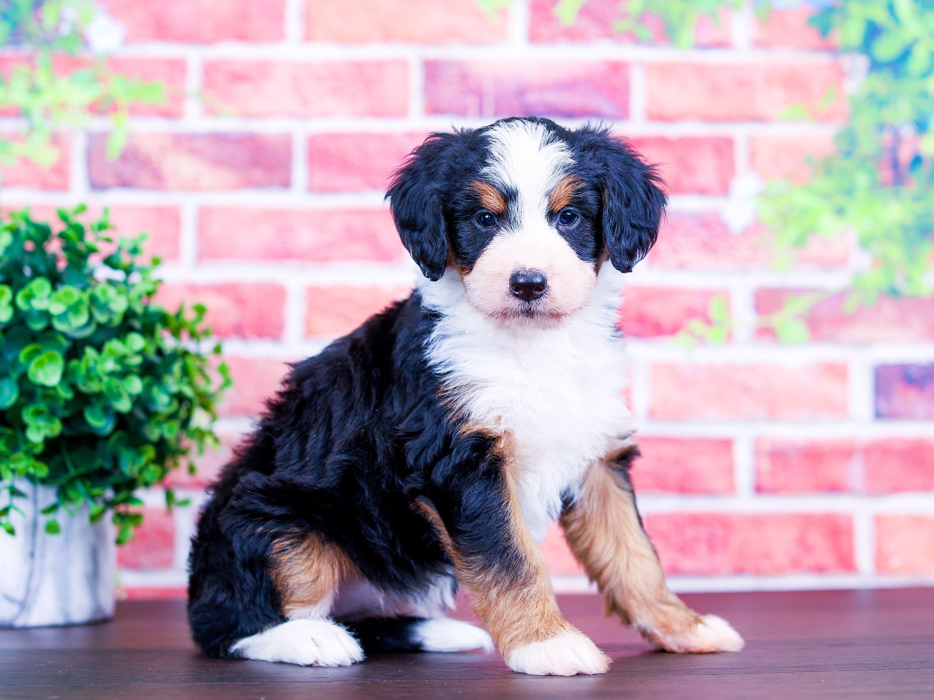 Wendy the puppy