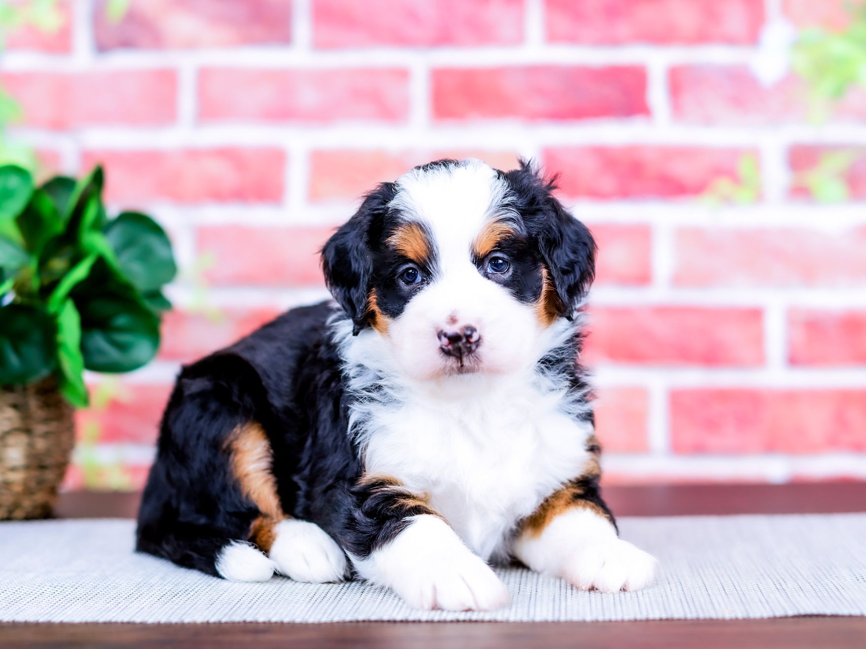 Wesley the puppy