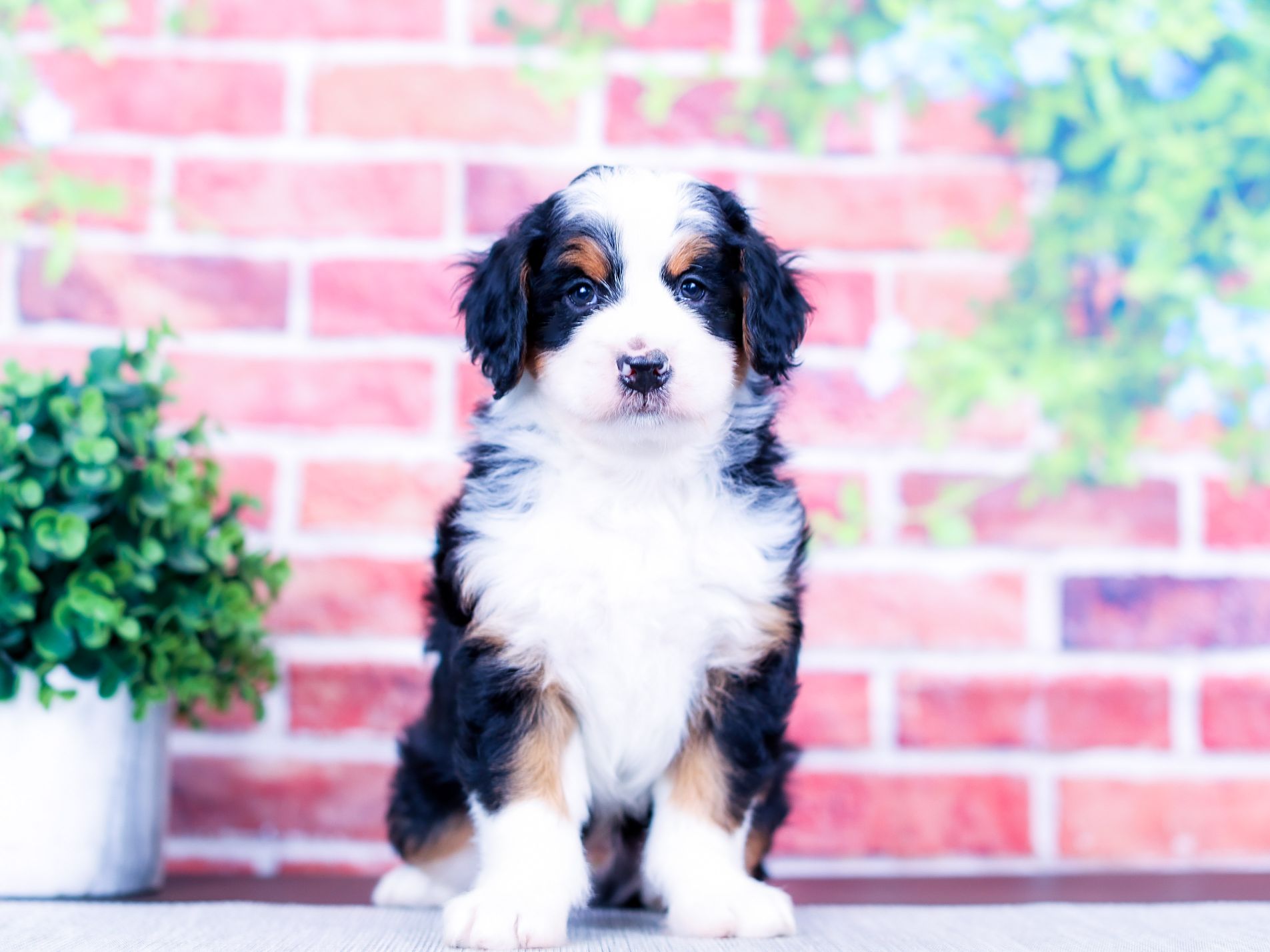 Wesley the puppy