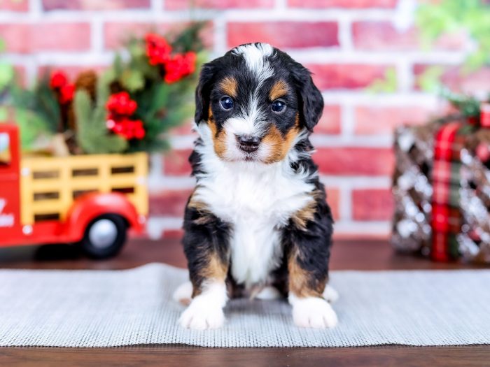 Bernedoodle puppy