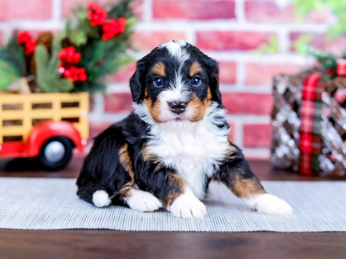 Bernedoodle puppy