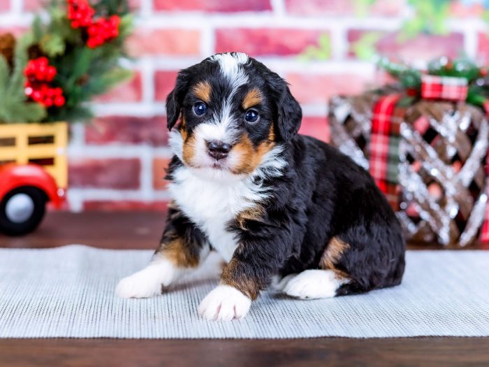 Bernedoodle puppy