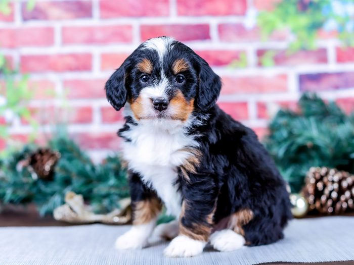 Bernedoodle puppy