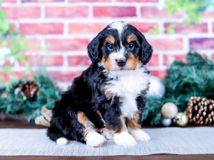 Bernedoodle puppy