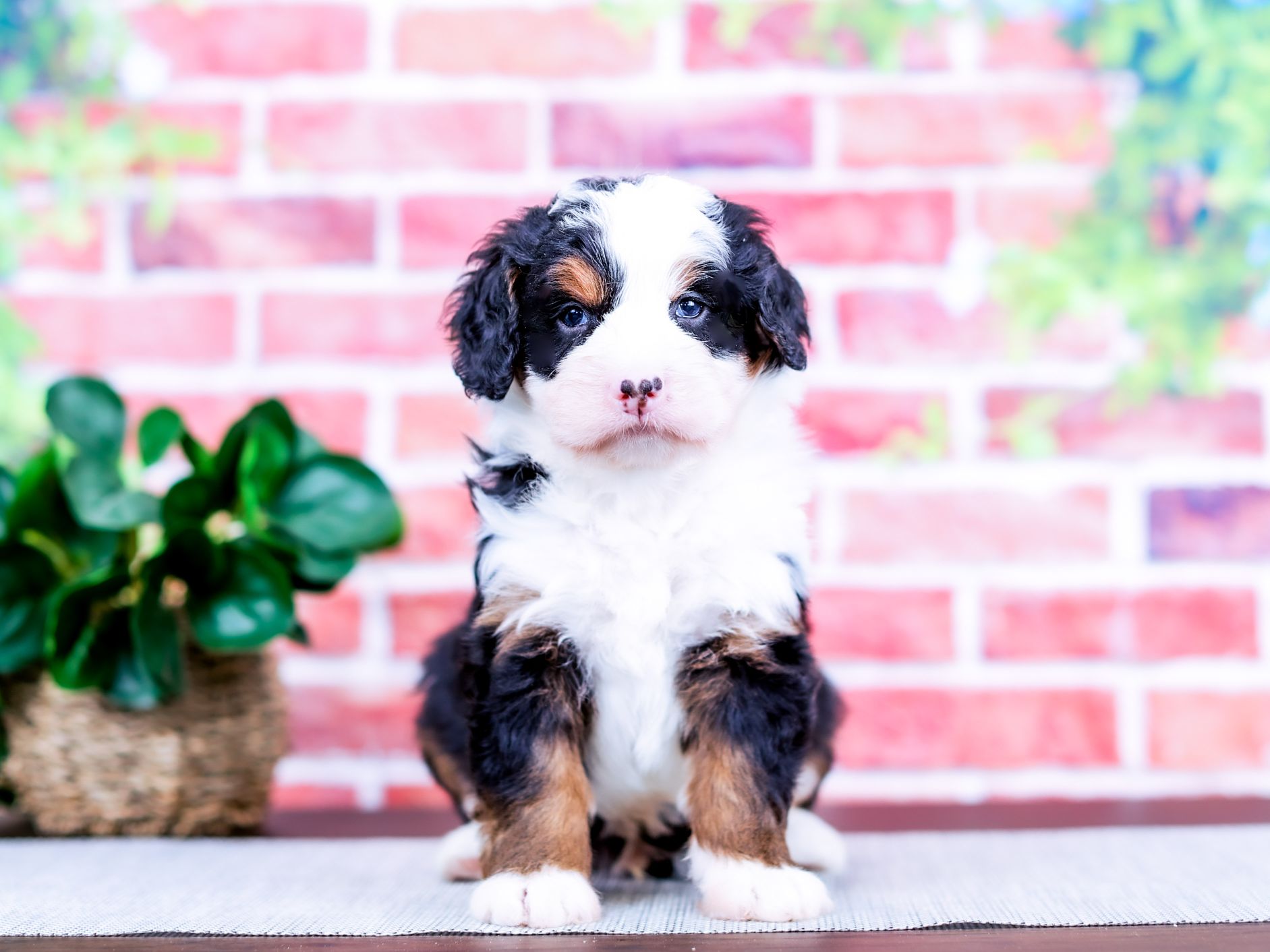 Zeke the puppy