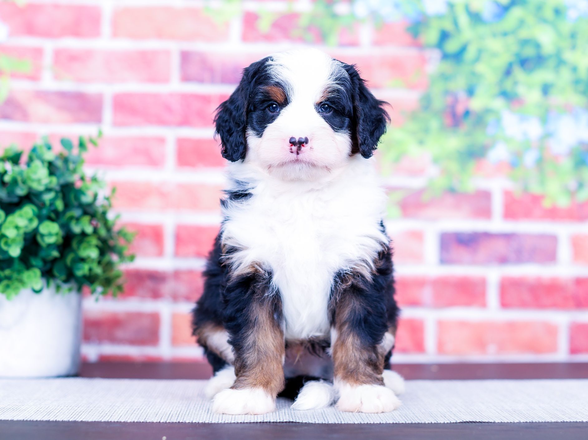 Zeke the puppy